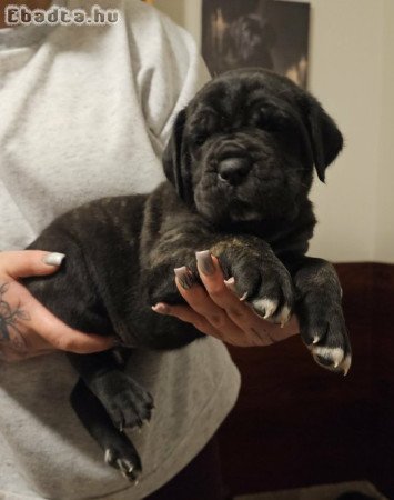 Cane Corso kölykök