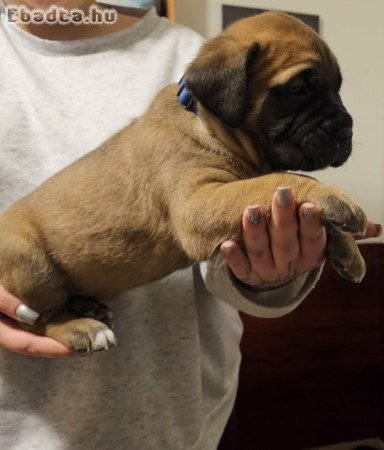 Cane Corso kölykök