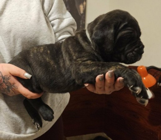 Cane Corso