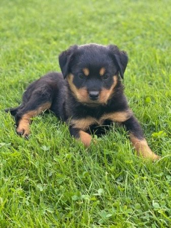 Rottweiler