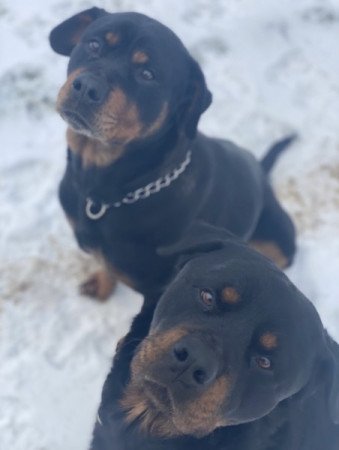 Rottweiler