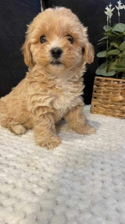 Maltipoo