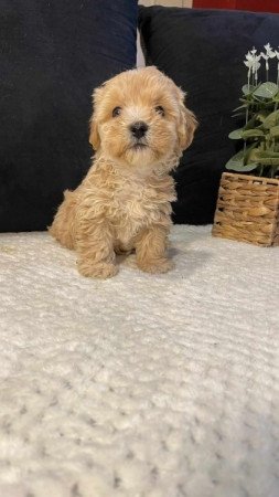 Maltipoo