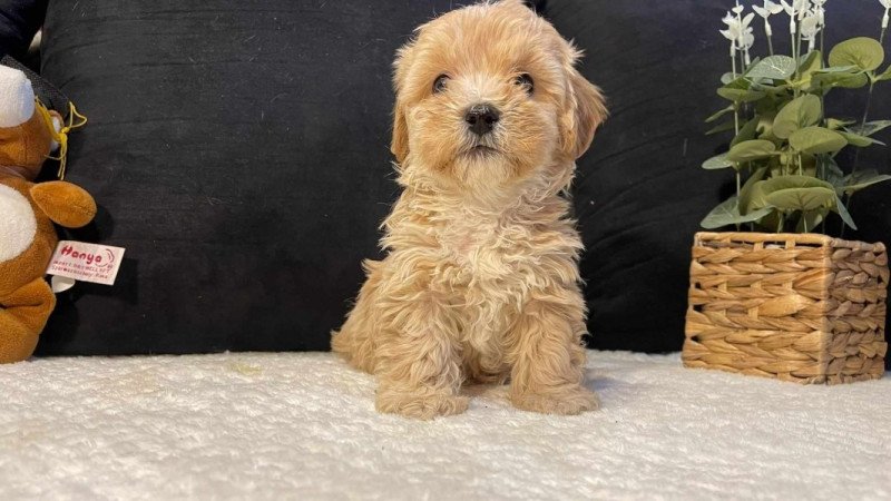 Maltipoo