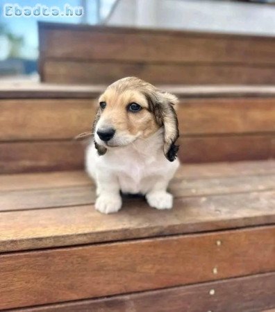 Mini Dachshund