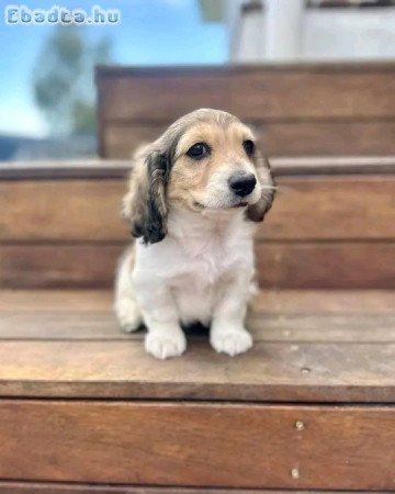 Mini Dachshund
