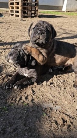 Cane Corso