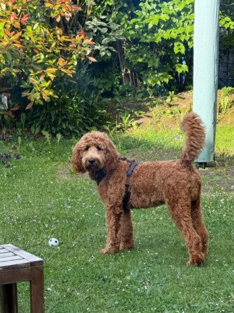 Labrador+uszkár=labradoodle