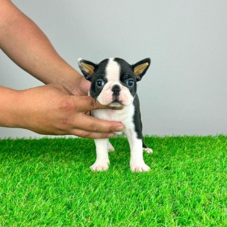 Boston Terrier