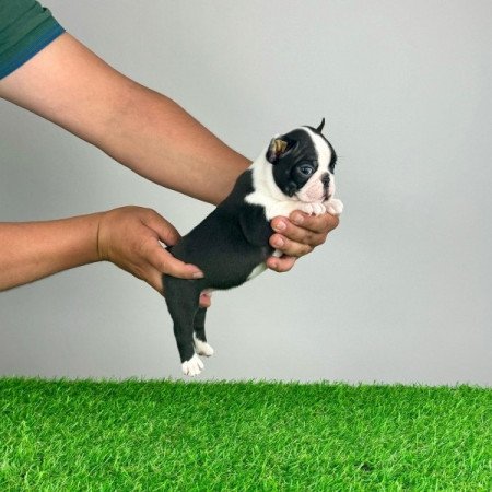 Boston Terrier