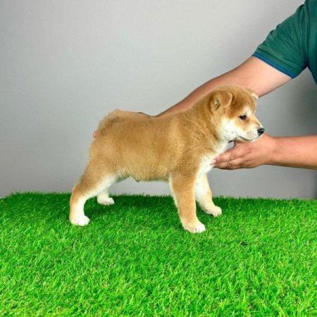 Shiba Inu