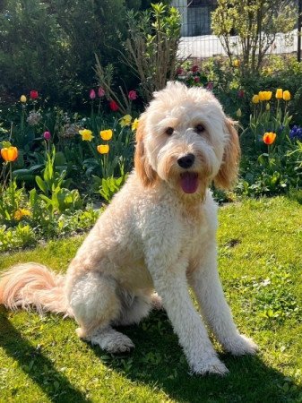 Labrador+uszkár=labradoodle