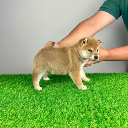 Shiba Inu