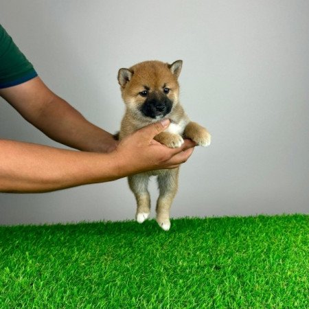 Shiba Inu