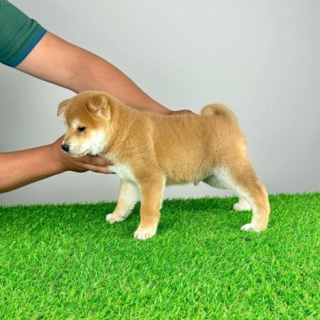 Shiba Inu