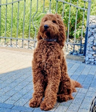 Labrador+uszkár=labradoodle