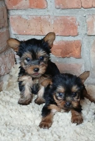 Yorkshire terrier