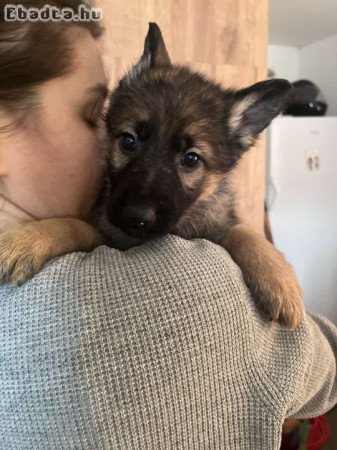 Németjuhász kiskutya