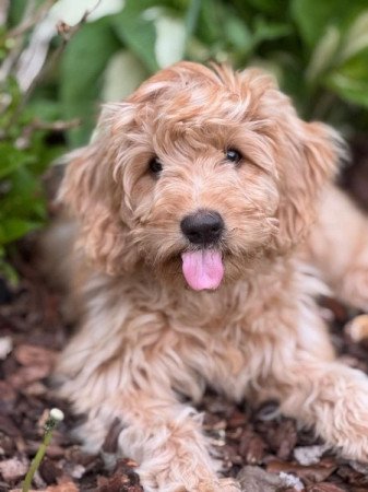 Labrador+uszkár=labradoodle