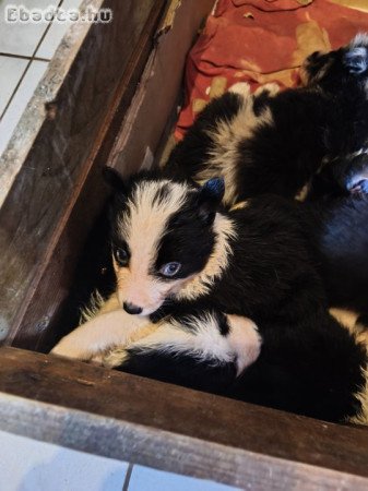 Border collie kiskutyák eladók!
