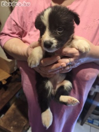 Border collie kiskutyák eladók!
