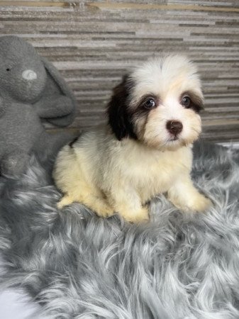 Bichon Havanese