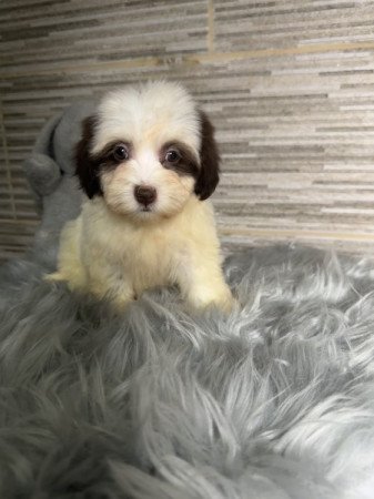 Bichon Havanese