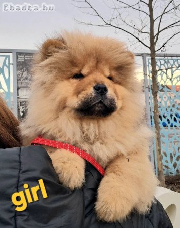 gy9nyörü csau babák