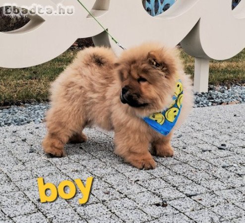 gy9nyörü csau babák