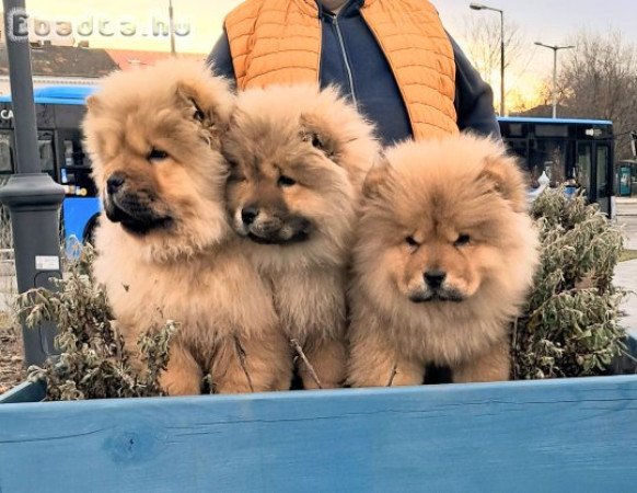 gyönyörü csau babák Budapesten