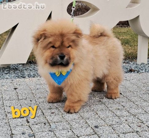 gyönyörü csau babák Budapesten