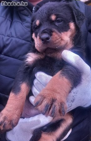 Eladó rottweiler kiskutyák