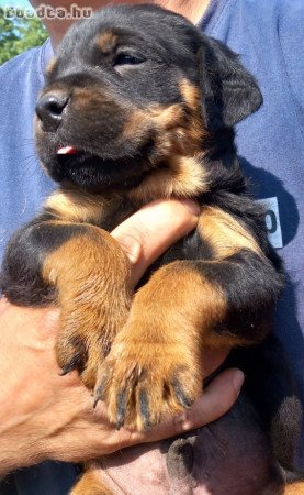 Eladó rottweiler kiskutyák