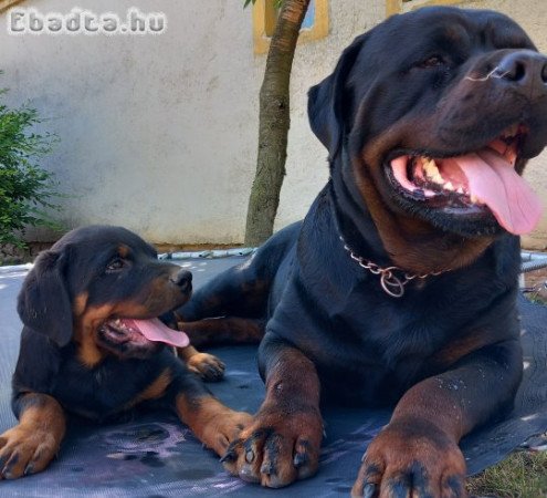 Eladó rottweiler kiskutyák
