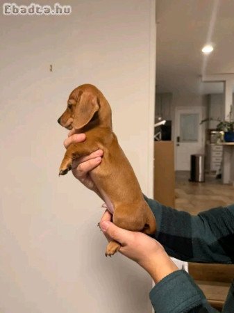 Dachshund