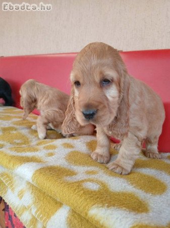 Angol rocker spániel kölyök