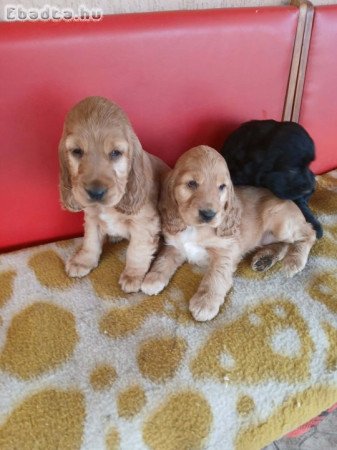 Angol rocker spániel kölyök
