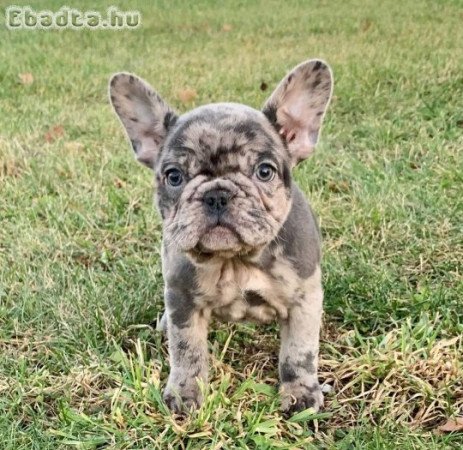 Frenchie Puppy