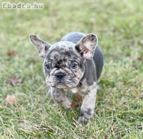 Frenchie Puppy