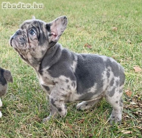 Frenchie Puppy
