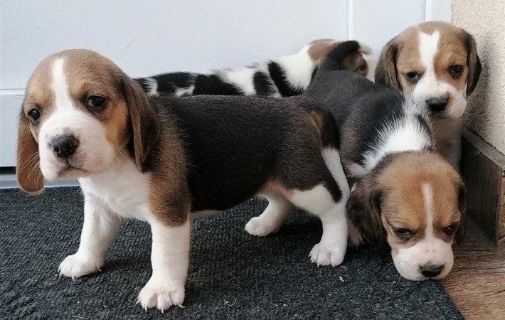 Beagle