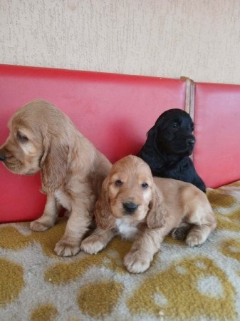 Angol cocker spániel