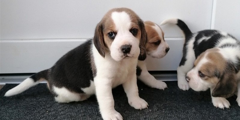 Beagle