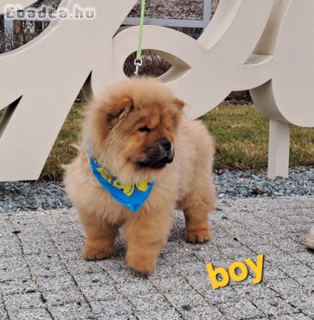 gyönyörű csau csau babák