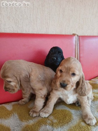 Angol rocker spániel kölykök
