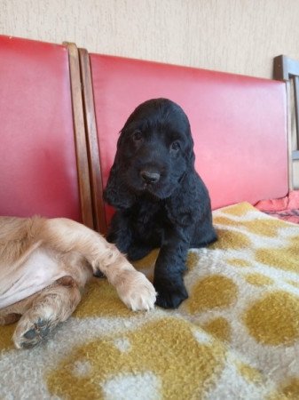 Angol cocker spániel