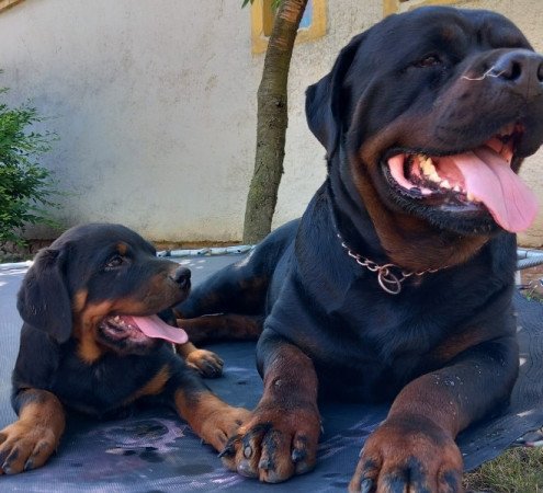 Rottweiler