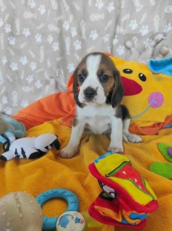 Mini Beagle