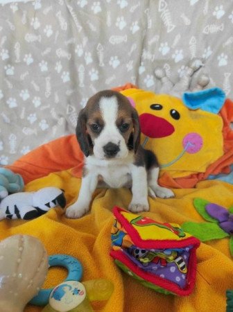 Mini Beagle