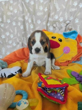 Mini Beagle